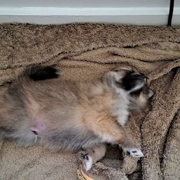 Qtip - Orange sable Pomeranian puppy in Racine, Wisconsin from Wisco Poms