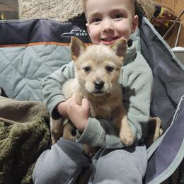Australian Cattle Dog Puppies from TLC Cattle dogs
