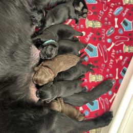 Newfoundland puppies from Gable's Homegrown Pawprints