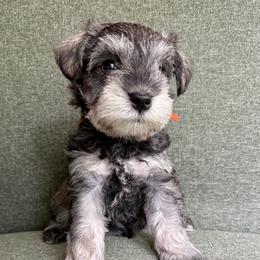 Remington - AKC - Orange - Salt and pepper male Miniature Schnauzer puppy in Wheeler, Wisconsin from Sue’s Miniature Schnauzers