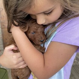 Goldendoodle Puppies from Hilltop Mini and Teddy Bear Doodles