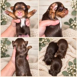 Jax the little heartbreaker - Chocolate, tan and white male Yorkshire Terrier puppy in Dalton, Georgia from Southern Charm Precious Paws