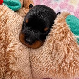 Girl 2 - Black and mahogany female Rottweiler puppy in Arizona from TRK Rottweilers