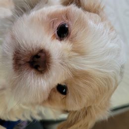 Shih Tzu Puppies from Sugar Paws Heavenly Shih Tzu’s