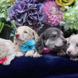 Dachshund Puppies from Bowdachs Cream Pies