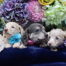 Dachshund Puppies from Bowdachs Cream Pies