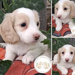 Dachshund puppies from Stacie's Charming Doxies