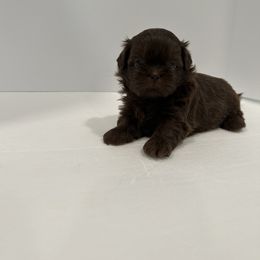 Shih Tzu Puppies from Moore Shih Tzus