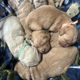 3rd  pick girl - Golden female Golden Retriever puppy in Clay Center, Nebraska from Storm Chasers- Golden Retrievers & Basset Hounds