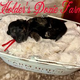 Dopey - Black and cream male Dachshund puppy in Atwood, Oklahoma from Holder’s Doxie Farm