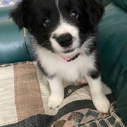 Border Collie Puppies from Christine's Border Collies