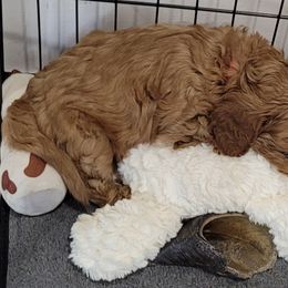 Cavapoo Puppies from Prince Pups