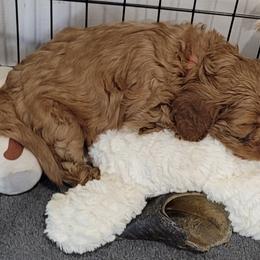 Cavapoo Puppies from Prince Pups