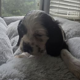 AKC Max - Black and white male Cocker Spaniel puppy in Midlothian, Virginia from Swift Creek Cocker Spaniels
