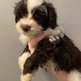 Finn - Brown and white male Aussiedoodle puppy in Columbia, Kentucky from Burton's Precious Doodles