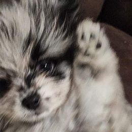 Chantel - Blue merle Pomeranian puppy in Colton, Oregon from Shelli’s Pampered Poms