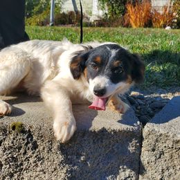 Liberty - Black and white female Aussiedoodle puppy in Grants Pass, Oregon from Down Under Doodles