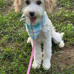 Nelly - Parti female Goldendoodle puppy in Lancaster, Kentucky from Dream Paws Puppies, LLC