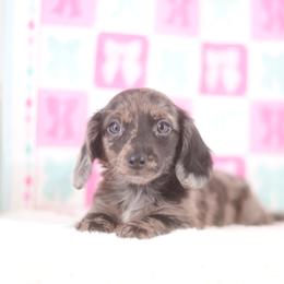 Twilight - Black female Dachshund puppy in Neosho, Missouri from Tinker Toy Doxies