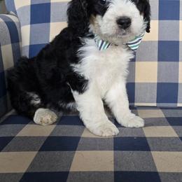 Jake - Blue merle male Bernedoodle puppy in Galt, Missouri from Only Doodles!