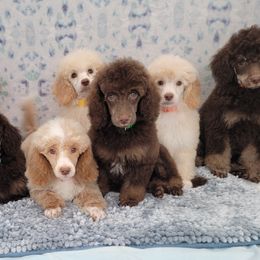 Aussiedoodles, Bernedoodles, and Poodles from Awesome Paws