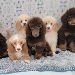 Aussiedoodles, Bernedoodles, and Poodles from Awesome Paws