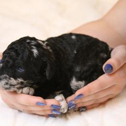 Aussiedoodle Puppies from Aspen River Doodles