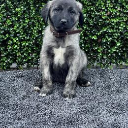 H.D Brown Girl - Brindle female Anatolian Shepherd Dog puppy in Frenchtown, Montana from Apex Anatolians