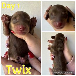 Twix - Chocolate and cream male Dachshund puppy in Michigan from M.H.P Dachshunds