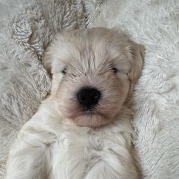 Archie - White male Miniature Schnauzer puppy in Auburn, Georgia from Very Special Mini Schnauzers