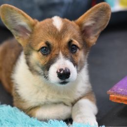 American Corgi, Cane Corso, Pembroke Welsh Corgi, and Rhodesian Ridgeback Puppies from Diamondcrest Inc