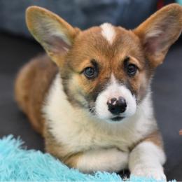 American Corgi, Cane Corso, Pembroke Welsh Corgi, and Rhodesian Ridgeback Puppies from Diamondcrest Inc