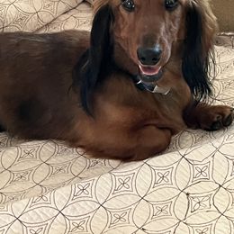 Higgins - Dachshund