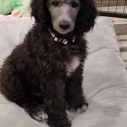 Poodle Puppies from Platinum Poodles
