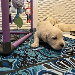 Yellow collar - Light golden female Golden Retriever puppy in Ingleside, Texas from Sweetbay Goldens