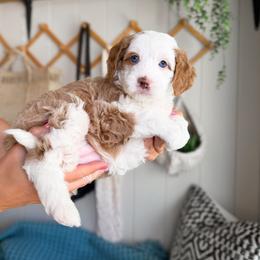 Creamsicle - Red female Bernedoodle puppy in South Jordan, Utah from Wonderful World Doodles