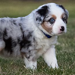Miniature Australian Shepherd Puppies from Sand Dollar Aussies