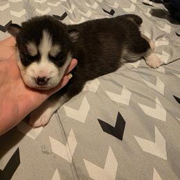 Layla - Agouti and white female Siberian Husky puppy in Meridian, Mississippi from JJ's Huskies