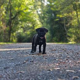 Tiamat (Pink Collar) - Black female Cane Corso puppy in Houston, Texas from Zenith Cane Corso