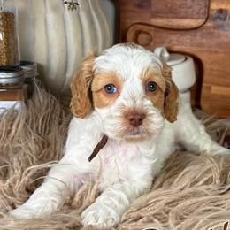 Basil - Caramel male Australian Labradoodle puppy in Decatur, Alabama from Southern Meadows Doodles