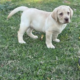 Mack - Yellow male Labrador Retriever puppy in Gerber, California from In The Zone Dog Training and Breeding