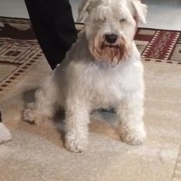 Miniature Schnauzers from Tawnie Roberds' Miniature Schnauzers
