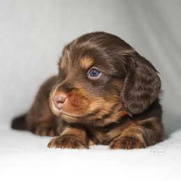 Dachshund Puppies from TG Dachshunds