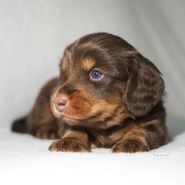 Dachshund Puppies from TG Dachshunds