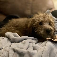Molly - Wheaten Whoodle puppy in Wisconsin from Whoodles of the Valley
