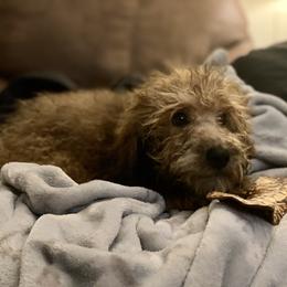 Molly - Wheaten Whoodle puppy in Wisconsin from Whoodles of the Valley