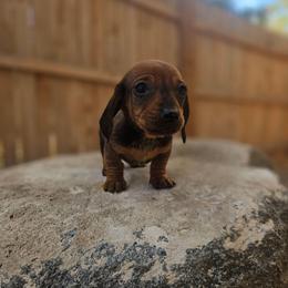 Willie 2800 - Red male Dachshund puppy in Anaconda, Montana from Montana Country Dachshunds