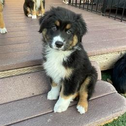 Maddox - Black tri-color male Australian Shepherd puppy in Hayward, California from Grissom’s Aussies
