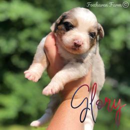 Glory - Blue merle female Australian Shepherd puppy in Tallapoosa, Georgia from Foxhaven Farms Aussies