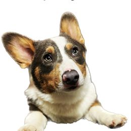 Luke - Pembroke Welsh Corgi